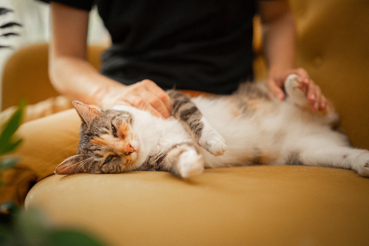 Do You Know Your Cat’s Body Language?